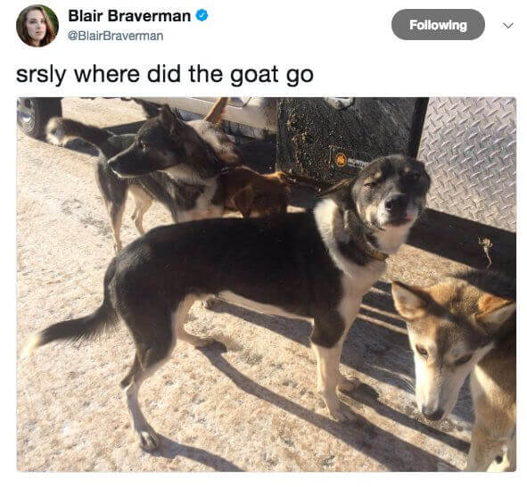 tweet saying 'seriously where the the goat go' with an image showing dogs outside looking around. one dog is looking suspiciously with narrowed eyes at the picture taker.